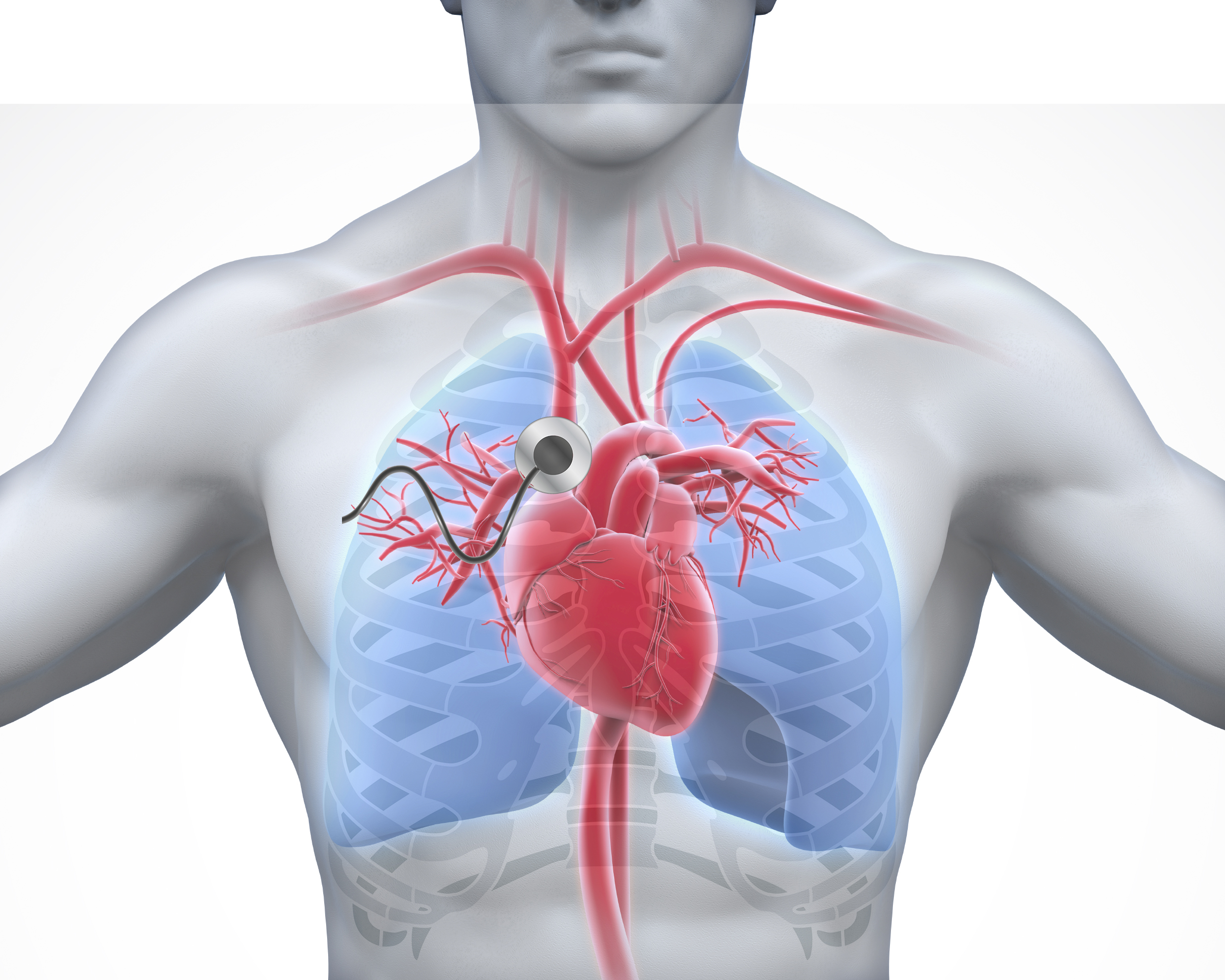 Сердце приведет часть 1. Сердце анатомия. Расположение сердца у человека.